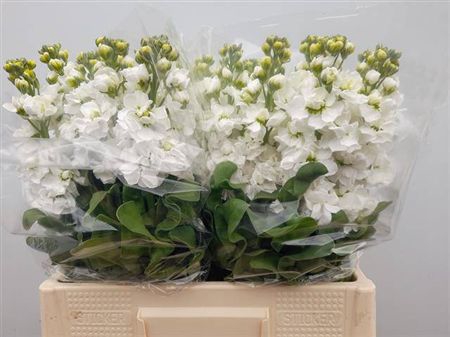 <h4>Matth Aida White</h4>