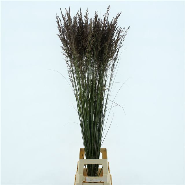 <h4>CALAMAGROSTIS BRACHY</h4>