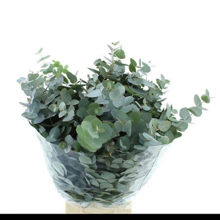 <h4>Euc Cinerea Per Bos</h4>