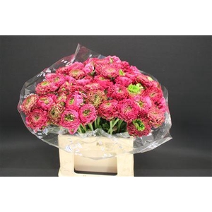 Cl Pon-pon Fanny 566