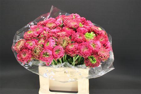 <h4>Cl Pon-pon Fanny 566</h4>