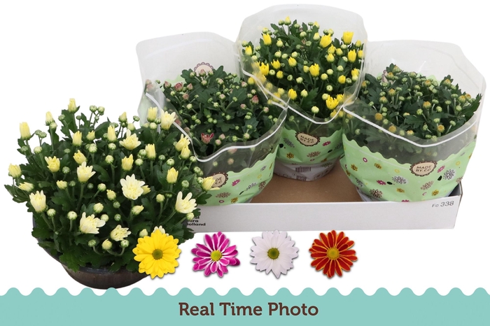 <h4>CHRYS GEM 4 KL</h4>