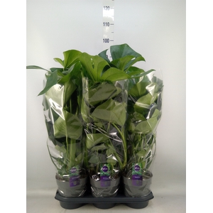 Monstera delic.