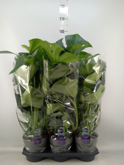 <h4>Monstera delic.</h4>