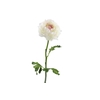 Ranunculus Pink Light