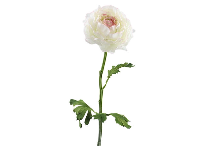 Ranunculus Pink Light