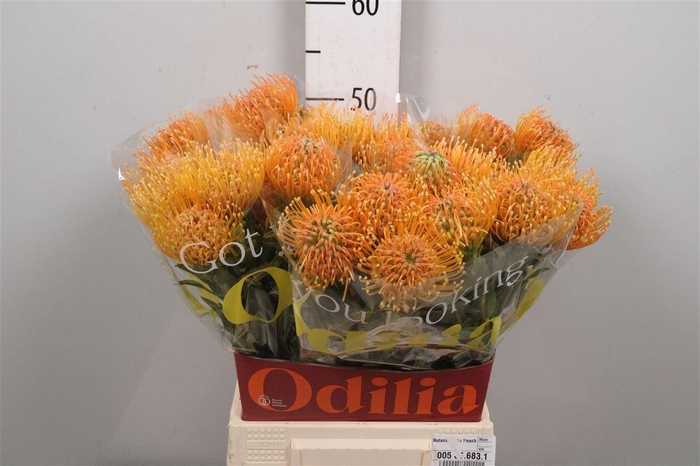 <h4>Leuco Ayoba Peach</h4>