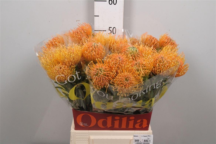 <h4>Leuco Ayoba Peach</h4>