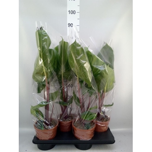 Alocasia   ...