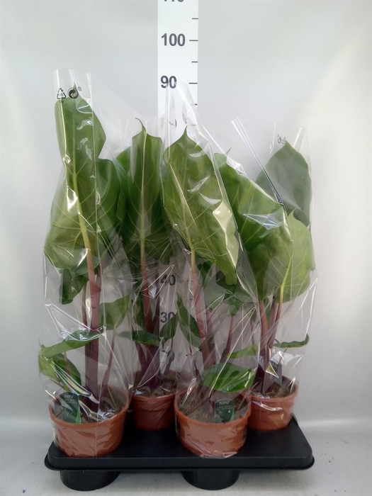 <h4>Alocasia   ...</h4>