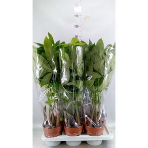 Pachira aquatica