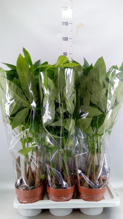 <h4>Pachira aquatica</h4>