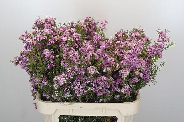 <h4>CHAME GISELLE</h4>