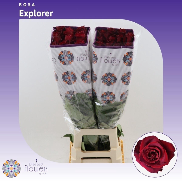 <h4>Rosa gr Freedom</h4>