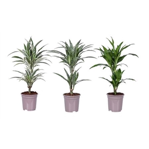 Dracaena Luxe Mix 30-10