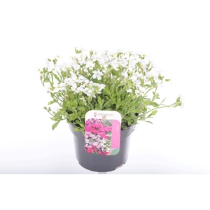 Aubrieta Regado White