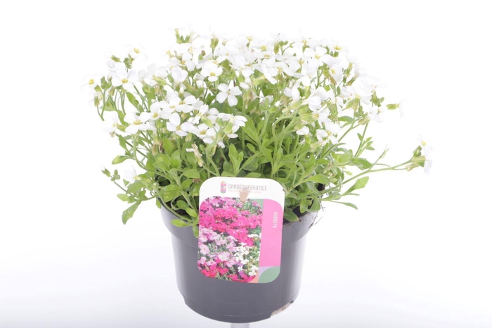 <h4>Aubrieta Regado White</h4>