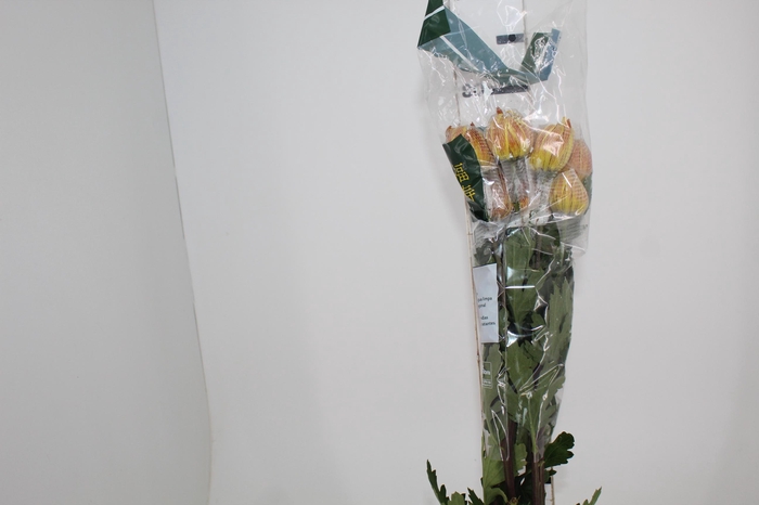 <h4>ANASTASIA DARK FUEGO 080 CM</h4>