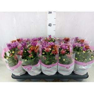 Chrysanthemum  'Artistic Jeff' .mix