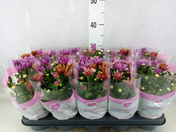 <h4>Chrysanthemum  'Artistic Jeff' .mix</h4>