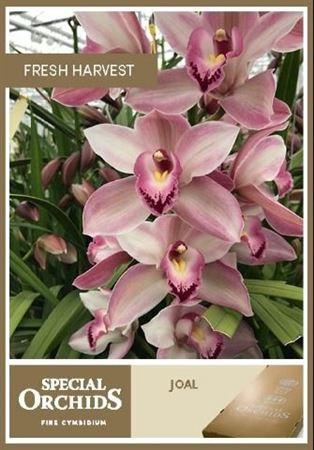 <h4>Cymb T Joal</h4>