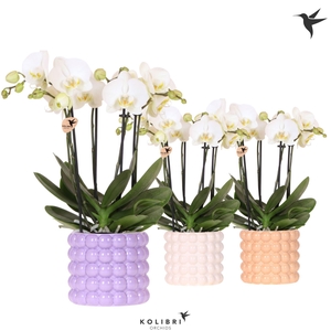 Kolibri Orchids Phalaenopsis Jewel Ghent 4 spike in Poppy pot mix