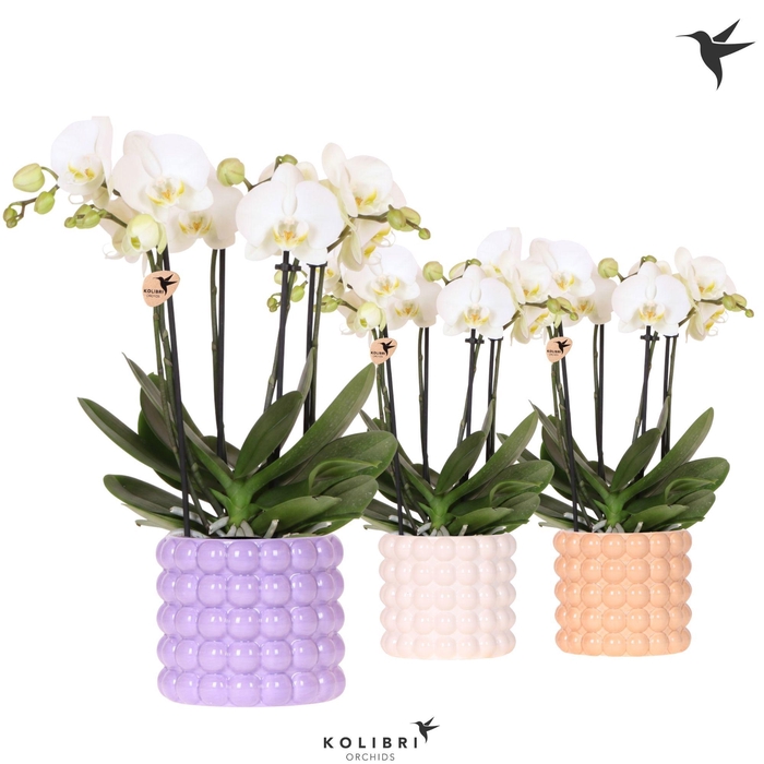<h4>Kolibri Orchids Phalaenopsis Jewel Ghent 4 spike in Poppy pot mix</h4>