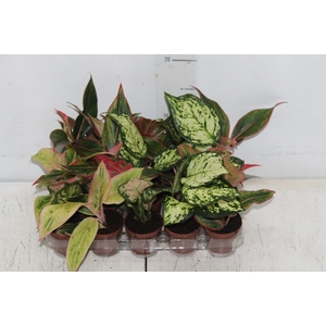 AGLAONEMA VARIADA P06