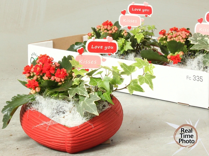 <h4>ARR KAMERPL</h4>