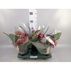Phalaenopsis 'Muse Orange'