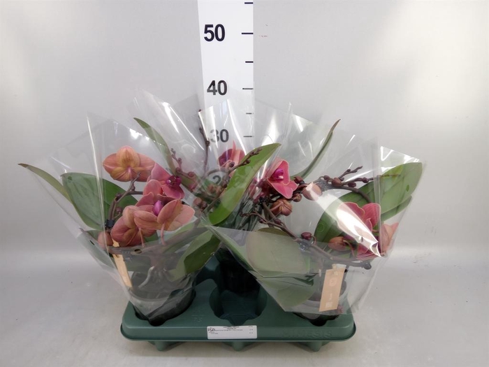 <h4>Phalaenopsis 'Muse Orange'</h4>