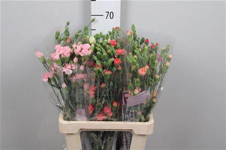 <h4>Di Tr Gem In Fust</h4>