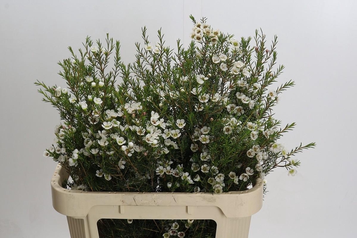 <h4>Chamelaucium Gil</h4>