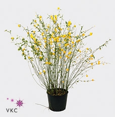 Kerria japonica 'Pleniflora'