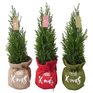 PTK25139 Ellwoodii in jute mix met decoratie