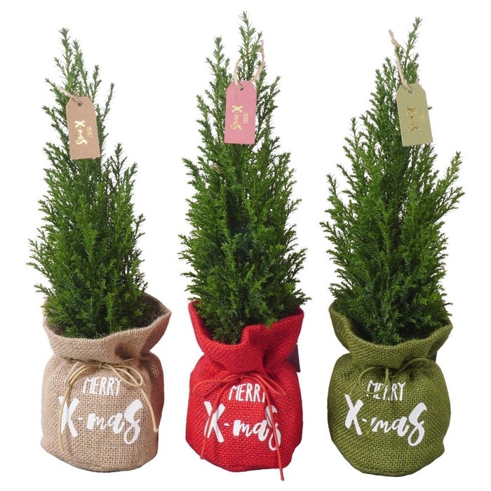 <h4>PTK25139 Ellwoodii in jute mix met decoratie</h4>