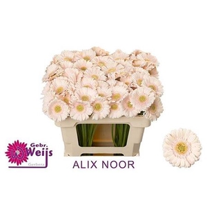Ge Mi Alix-noor