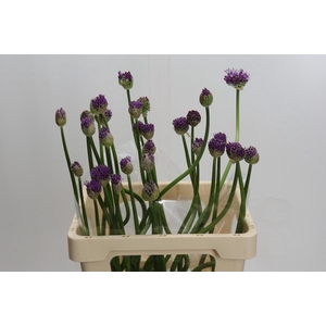 Allium 'Gladiator'