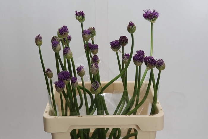 <h4>Allium 'Gladiator'</h4>