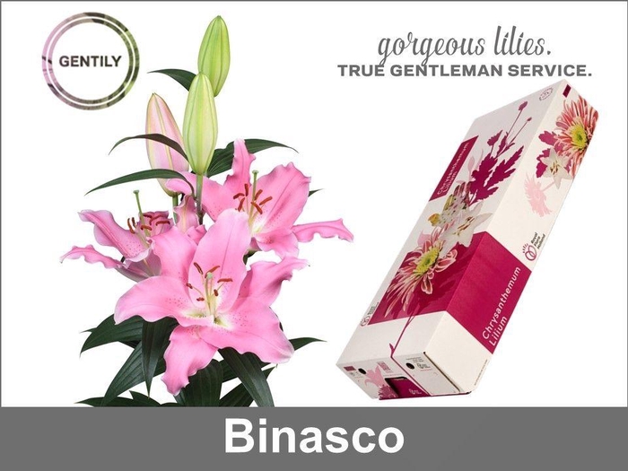 <h4>Li Or Binasco 4+</h4>