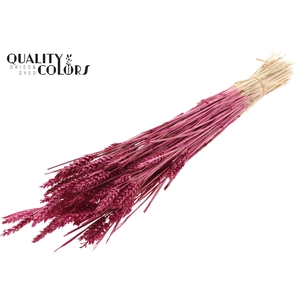 Triticum (sunbleached) per bunch Lilac