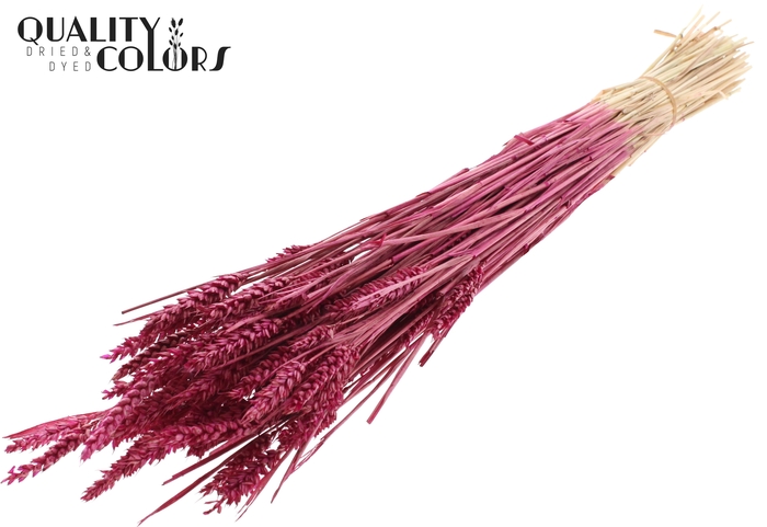 <h4>Triticum (sunbleached) per bunch Lilac</h4>