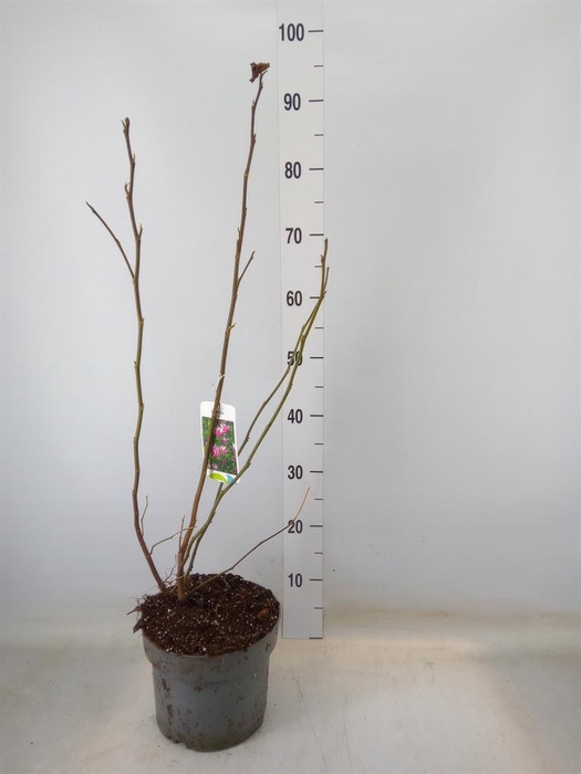 <h4>Magnolia 'Susan'</h4>