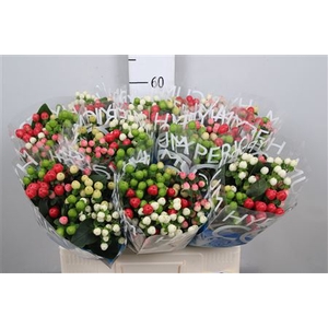 Hyp Coco Colours Gem