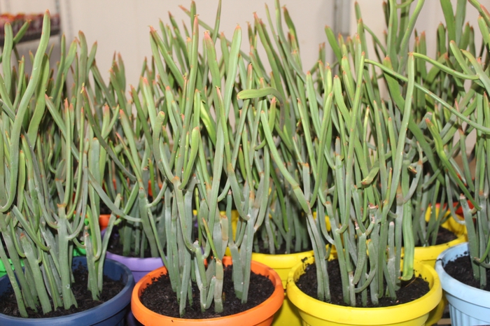 <h4>CACTUS EUPHORBIA ENTEROPHORA P17</h4>