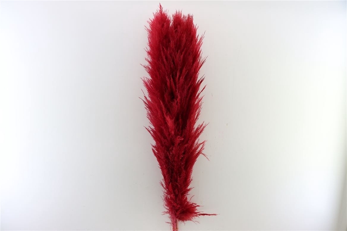 <h4>Dried Cortaderia Lao Grass Bleached Bordeaux P Ste</h4>