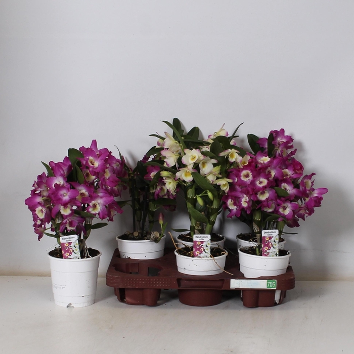 <h4>DENDR N GEM</h4>