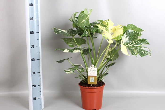 <h4>MONSTERA DEL VARIEGA</h4>