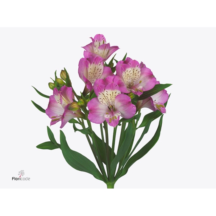 <h4>Alstroemeria Energy</h4>