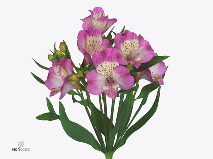 Alstroemeria Energy